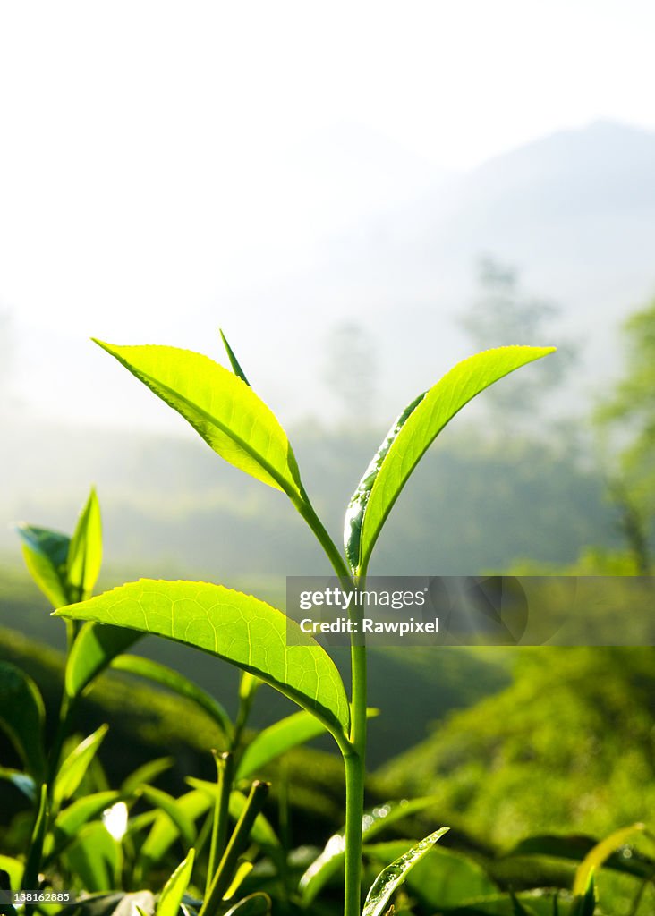 Fresh Tea Leaves