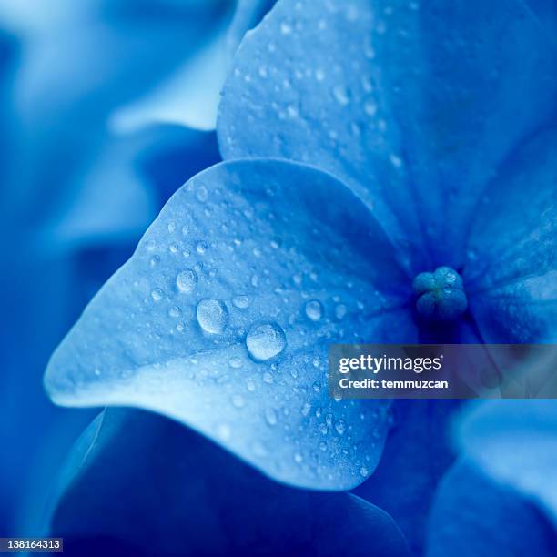 close up of blue hydrangea flower - bloemblaadje stockfoto's en -beelden