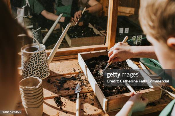 view of two engaged children using tiny gardening tools to disperse seeds through a wooden seed tray in a sunny greenhouse - sow photos et images de collection