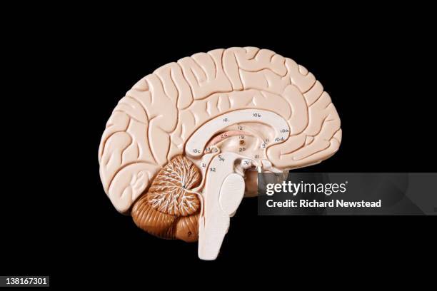 human brain - brain model stockfoto's en -beelden