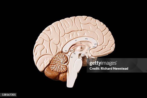 human brain - human brain stock pictures, royalty-free photos & images