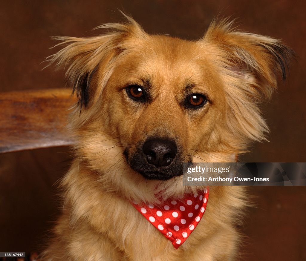 Portrait  of dog