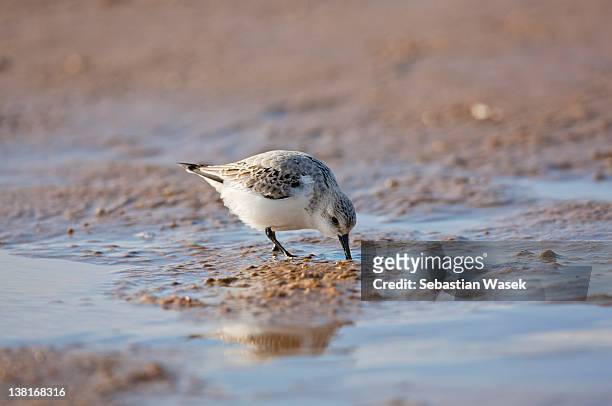 sanderling on beach - north somercotes stockfoto's en -beelden