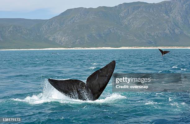 肝蛭 - セミクジラ科 ストックフォトと画像