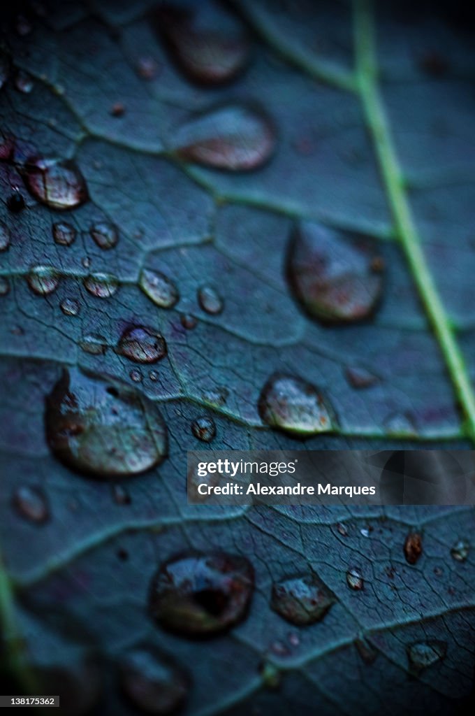 Water drops in leaf