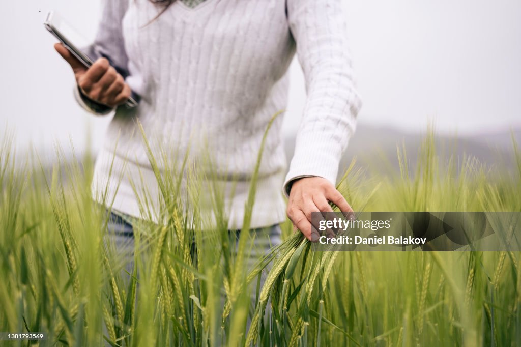 小麦植物を調べるデジタルタブレットを持つ農家の女性。