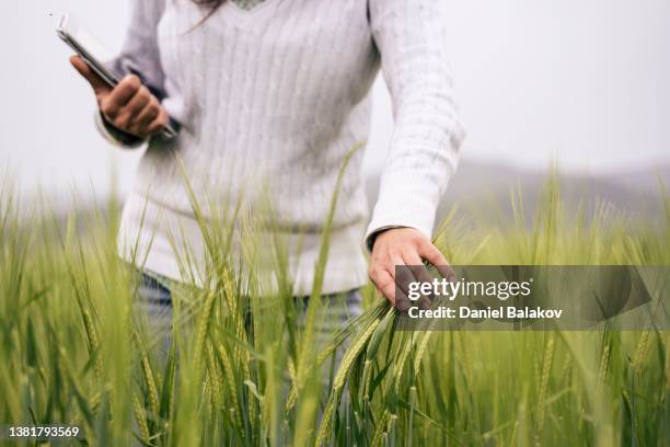 farmer woman with digital tablet examining wheat plants. - kweekgras stockfoto's en -beelden