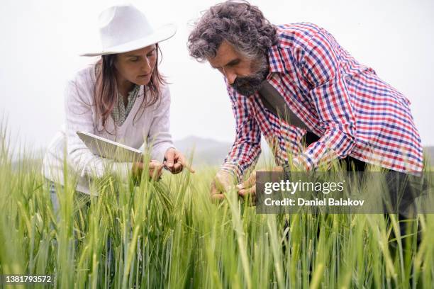farmers with digital tablet examining wheat field.  family business. - grama de ponta imagens e fotografias de stock