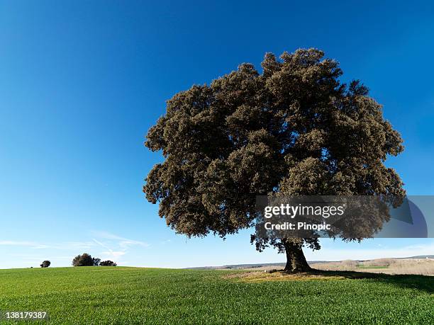 centenary oak 39 megapixels - large oak tree stock pictures, royalty-free photos & images