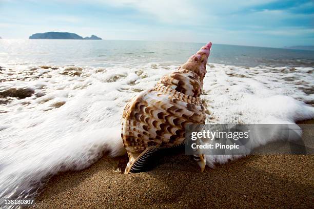a close up of a conch on a beach in waves - conch shell stockfoto's en -beelden