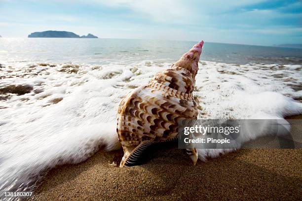 a close up of a conch on a beach in waves - beach shells stock pictures, royalty-free photos & images