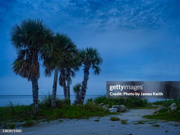 palmetto palms at sunrise - palmetto florida stock pictures, royalty-free photos & images