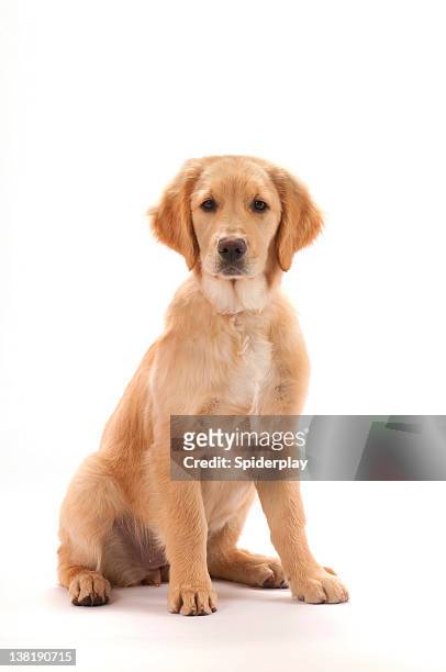 golden retriever puppy - dog sitting stock pictures, royalty-free photos & images
