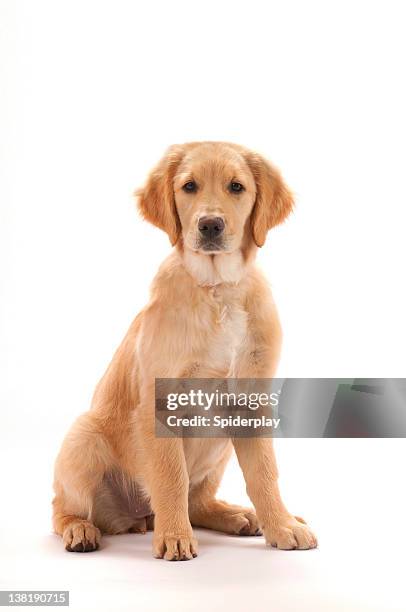 golden retriever puppy - golden retriever stock pictures, royalty-free photos & images