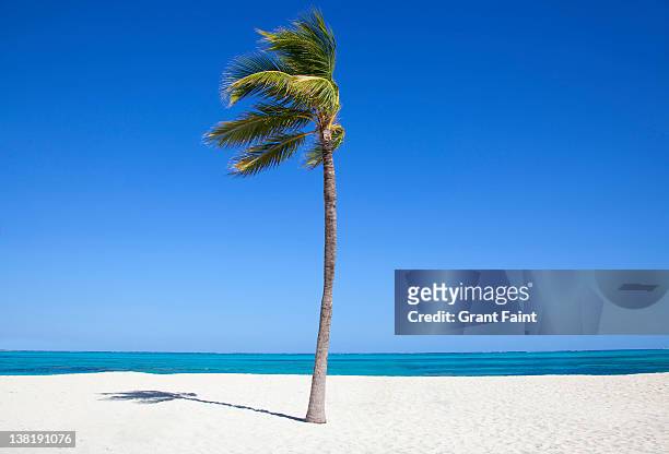 single palm tee on beach. - wind photos et images de collection