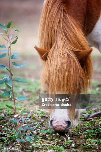 white and chestnut pony grazing - mane stock pictures, royalty-free photos & images