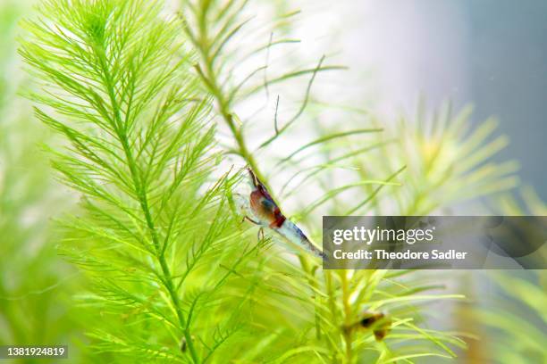 red rile shrimp climbing amongst the plants, study #2 - wasserpflanze stock-fotos und bilder