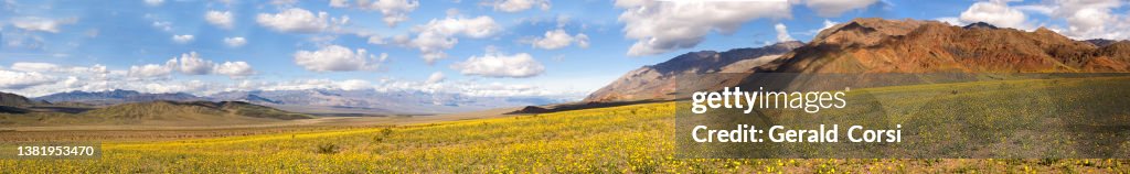 Geraea canescens, commonly known as desert sunflower, hairy desert sunflower, or desert gold, is an annual plant found in abundance in Death Valley National Park, California. A major wildflower bloom with many flowers in the Aster family. Asteraceae.