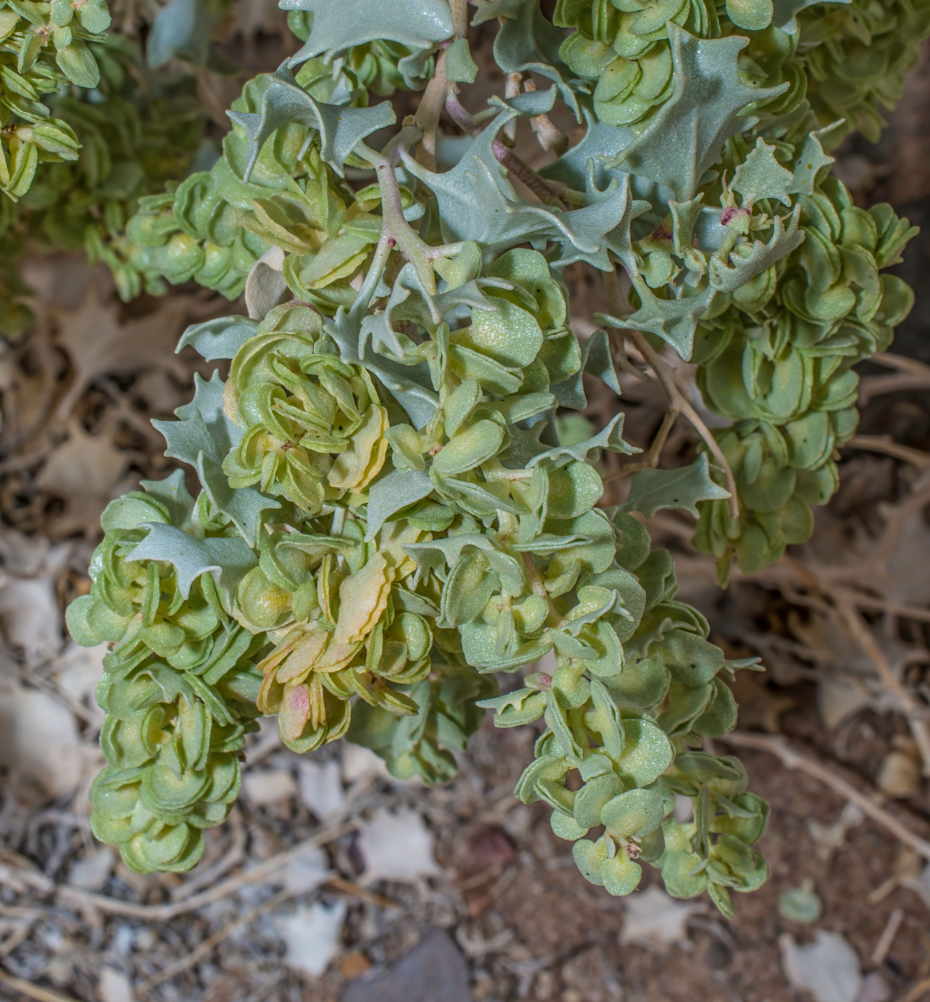 negozi erboristeria