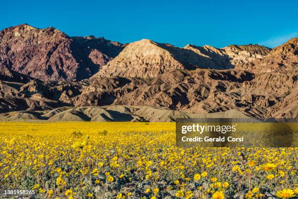devil's golf course im death valley national park, kalifornien. eine große salzpfanne auf dem talboden. - death valley stock-fotos und bilder
