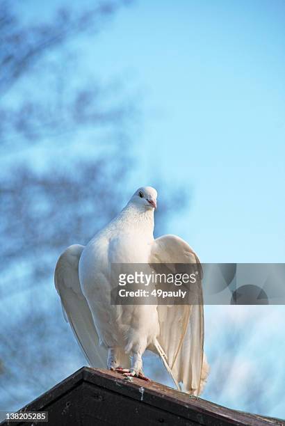 meetingraum "white dove" - white pigeon stock-fotos und bilder