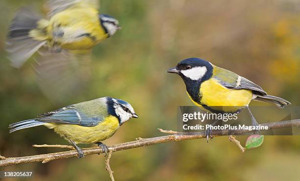 Pair of Blue Tits and a Great Tit perching on a branch, taken on February 14, 2011.