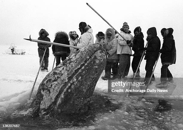 California gray whale surfaces in a breathing hole near rescuers that were cutting holes into the ice pack off Point Barrow, Alaska, in October 1988....