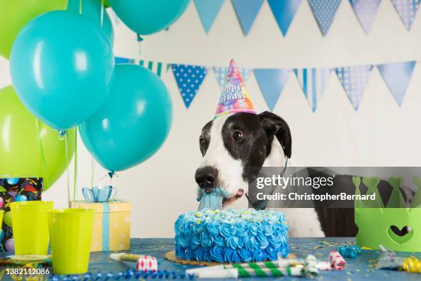 big birthday boy - dog birthday stock pictures, royalty-free photos & images