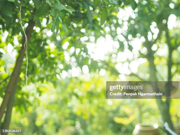 blurred of green leaf in garden at summer under sunlight. natural green plants landscape using as a background or wallpaper, bokeh sunshine - garden landscape stock-fotos und bilder