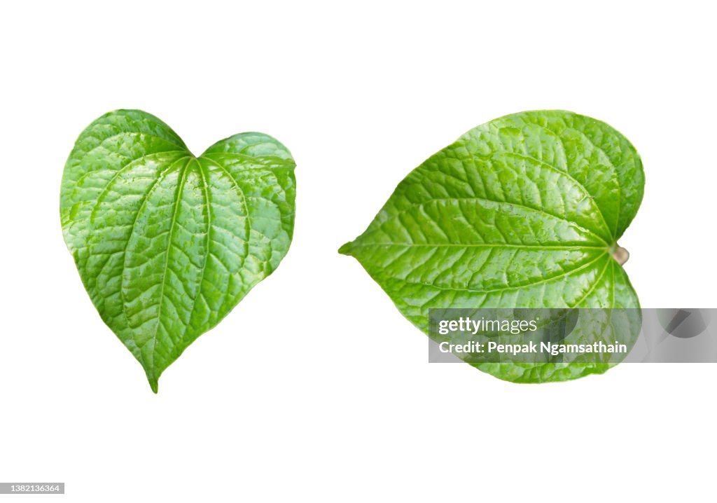 Cut out outline green leaf isolated on white background, Piper sarmentosum Piperaceae , Piper sarmentosum Roxb. Piper lolot C.DC green vegetable fresh