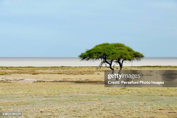 tree in etosha national park - acacia tree fotografías e imágenes de stock