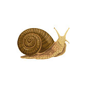 Snail icon, pest control agrarian extermination