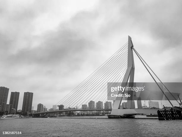 erasmus bridge over the river meuse in rotterdam in black and white - rotterdam bridge stock pictures, royalty-free photos & images