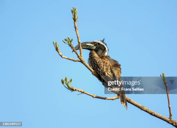african grey hornbill (lophoceros nasutus syn. : tockus nasutus) - african grey hornbill stock pictures, royalty-free photos & images