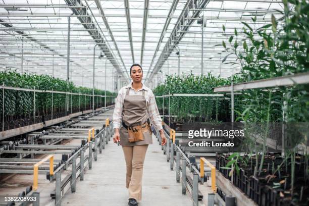 ein gemischtrassiger landarbeiter in einem liliengewächshaus in holland - mixed farming stock-fotos und bilder