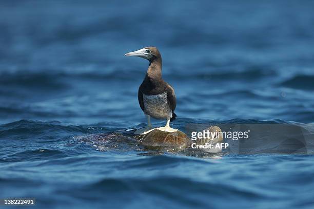 Brown booby perches on an Olive Ridley Sea Turtle near Los Cobanos beach, 84 Km west from San Salvador, on February 4, 2012. AFP PHOTO/Jose CABEZAS