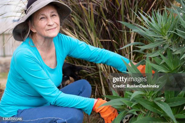 happy senior woman clipping bush. clippers, garden, yard, hobby, housework. - female bush photos stockfoto's en -beelden