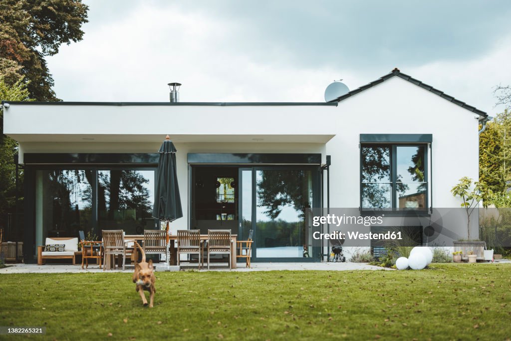 Dog running in front of house at backyard