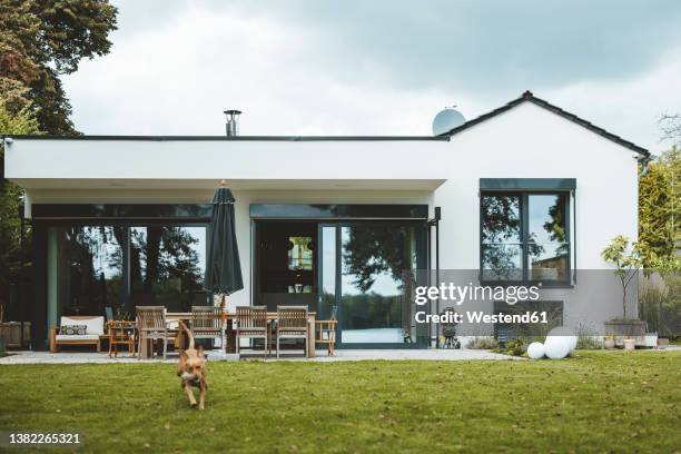 dog running in front of house at backyard - giardino domestico foto e immagini stock