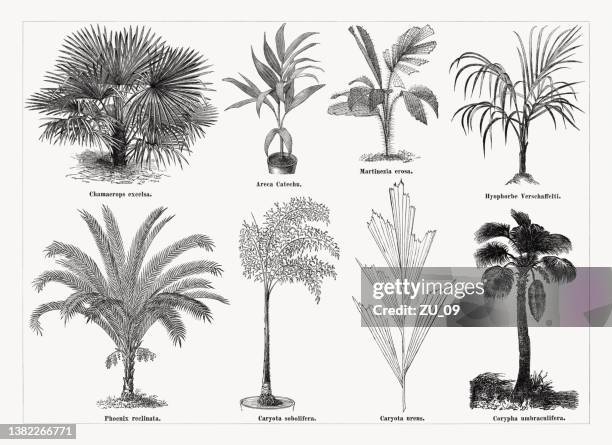 varios palm trees, wood engravings, published in 1873 - palm tree on white stock illustrations