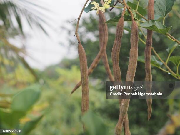 moringa oleifera, moringaceae, food vegetable blooming in garden nature background, horse radish tree - moringa tree stockfoto's en -beelden