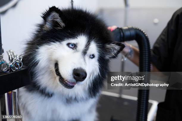groomer hair drying siberian husky fur. - pet grooming salon stock pictures, royalty-free photos & images