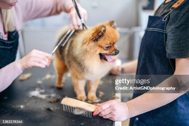 groomer teaching grooming lessons. - pet groom stock pictures, royalty-free photos & images