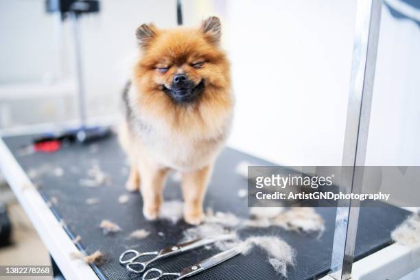 portrait of happy miniature pomeranian spitz puppy at a grooming salon. - keeshond stockfoto's en -beelden