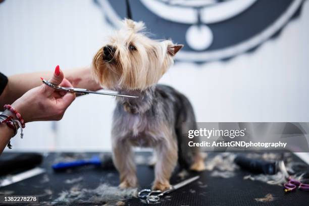 toilettage d’un chien yorkshire terrier. - terrier du yorkshire photos et images de collection