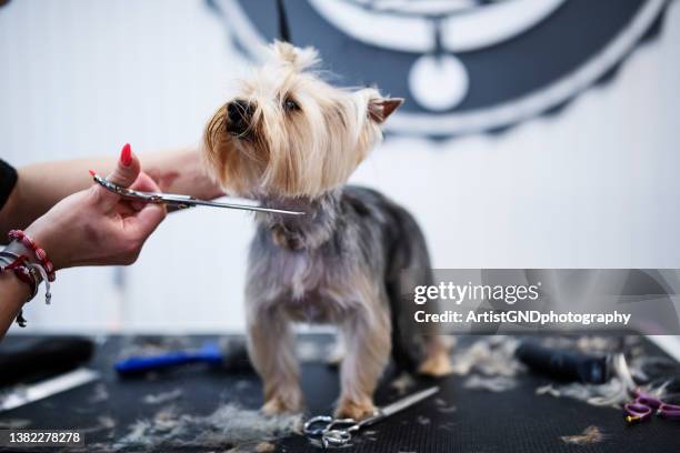 grooming a yorkshire terrier dog. - pampered pets stock pictures, royalty-free photos & images