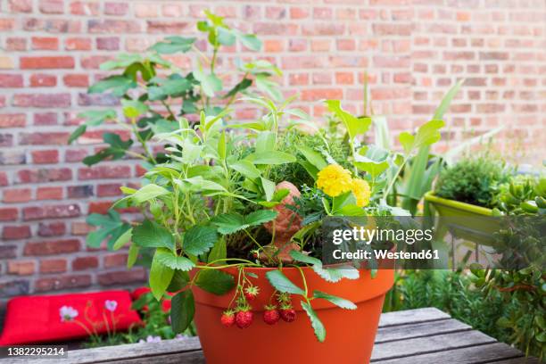 herbs, marigolds and strawberries cultivated in balcony garden - strawberry blossom stock pictures, royalty-free photos & images