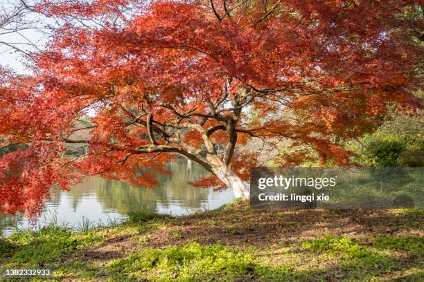 maple trees by the water - kinki stockfoto's en -beelden