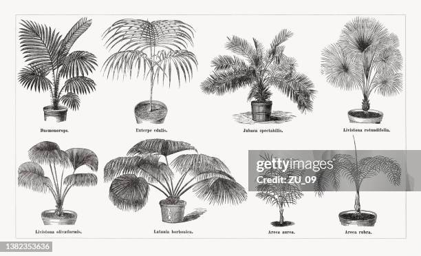 stockillustraties, clipart, cartoons en iconen met varios palm plants, wood engravings, published in 1873 - waaierpalm