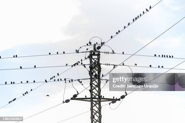 starlings perched on a power line - samenstelling stockfoto's en -beelden